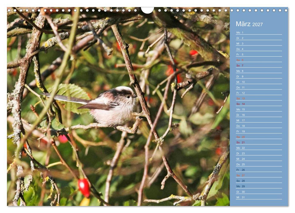 Gefiederte Gartenfreunde (CALVENDO Wandkalender 2027)