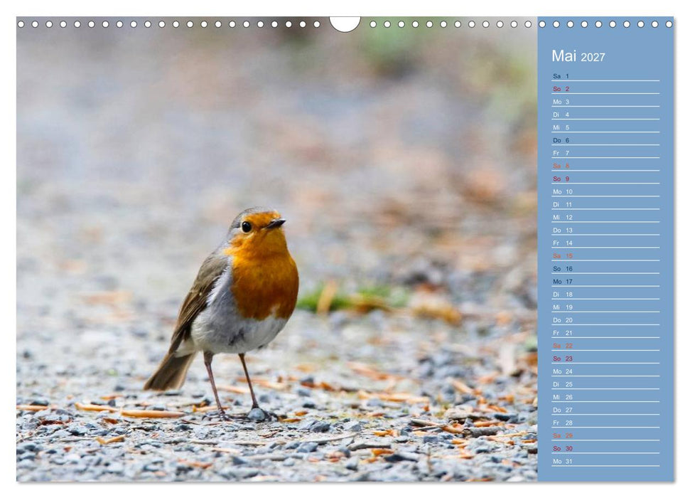 Gefiederte Gartenfreunde (CALVENDO Wandkalender 2027)