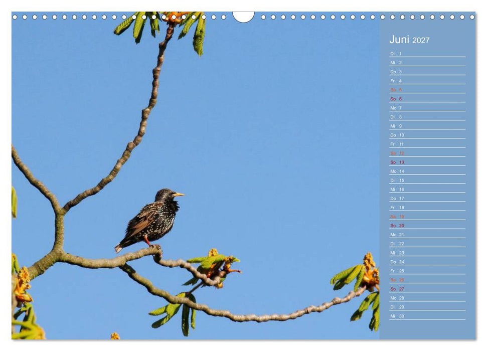 Gefiederte Gartenfreunde (CALVENDO Wandkalender 2027)
