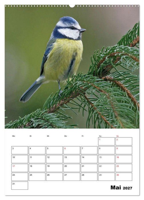Bezaubernde Vögel im heimischen Garten (CALVENDO Wandkalender 2027)