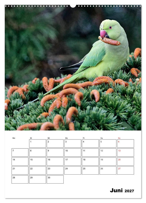Bezaubernde Vögel im heimischen Garten (CALVENDO Wandkalender 2027)