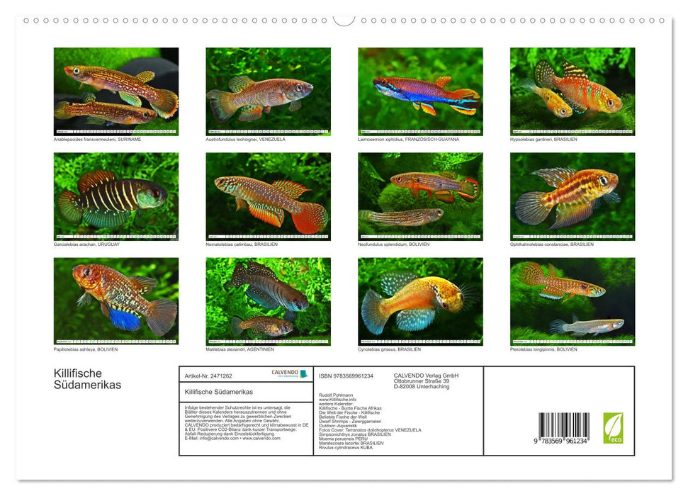 Killifische Südamerikas (CALVENDO Premium Wandkalender 2027)