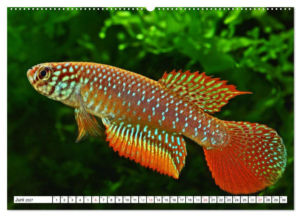 Killifische Südamerikas (CALVENDO Premium Wandkalender 2027)