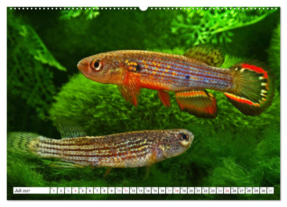 Killifische Südamerikas (CALVENDO Premium Wandkalender 2027)