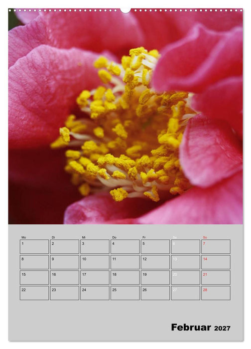 Kamelien Lichtblicke in der dunklen Jahreszeit (CALVENDO Premium Wandkalender 2027)