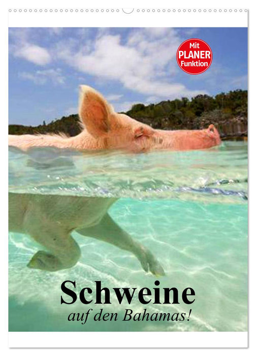 Schweine auf den Bahamas! (CALVENDO Wandkalender 2027)