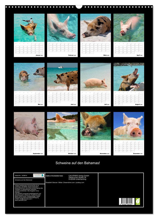 Schweine auf den Bahamas! (CALVENDO Wandkalender 2027)