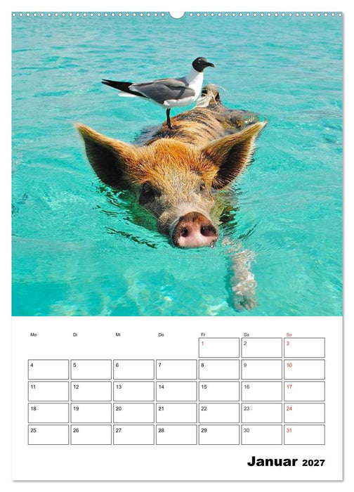 Schweine auf den Bahamas! (CALVENDO Wandkalender 2027)