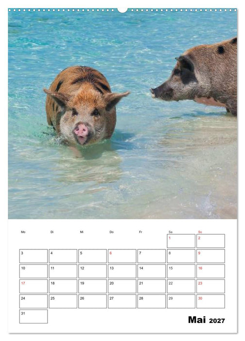 Schweine auf den Bahamas! (CALVENDO Wandkalender 2027)