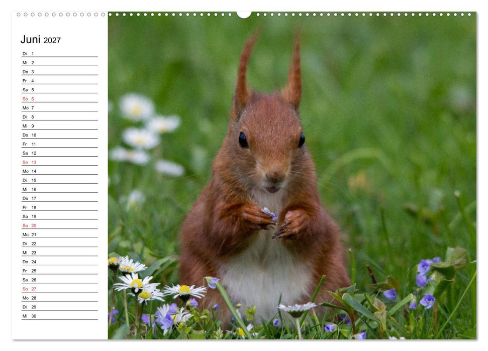 Mit dem Eichhörnchen durchs Jahr (CALVENDO Wandkalender 2027)