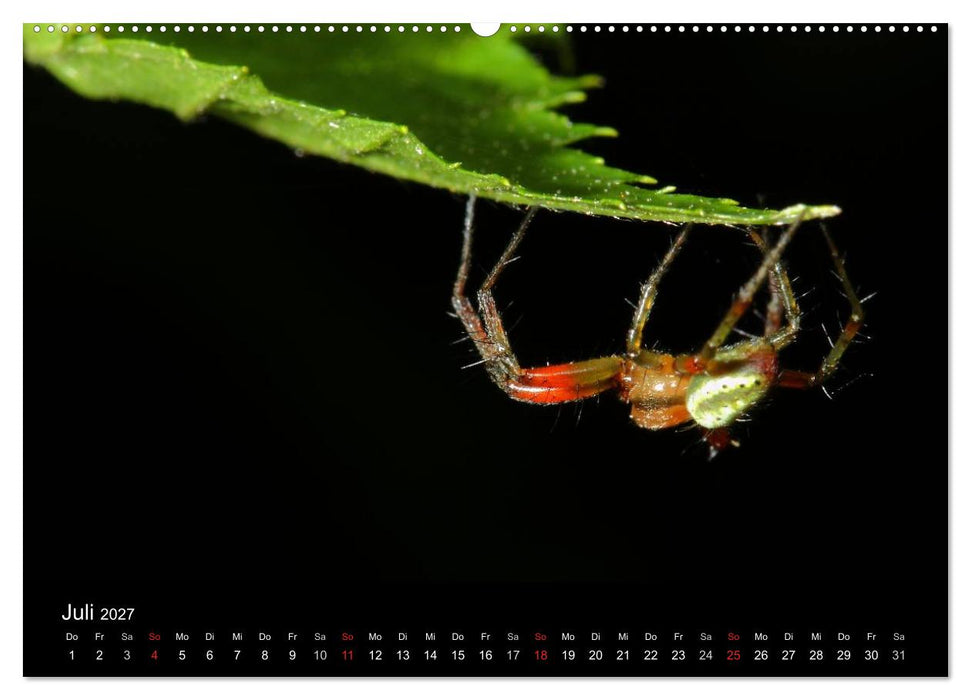 Unsere Spinnen - im Gespräch (CALVENDO Premium Wandkalender 2027)