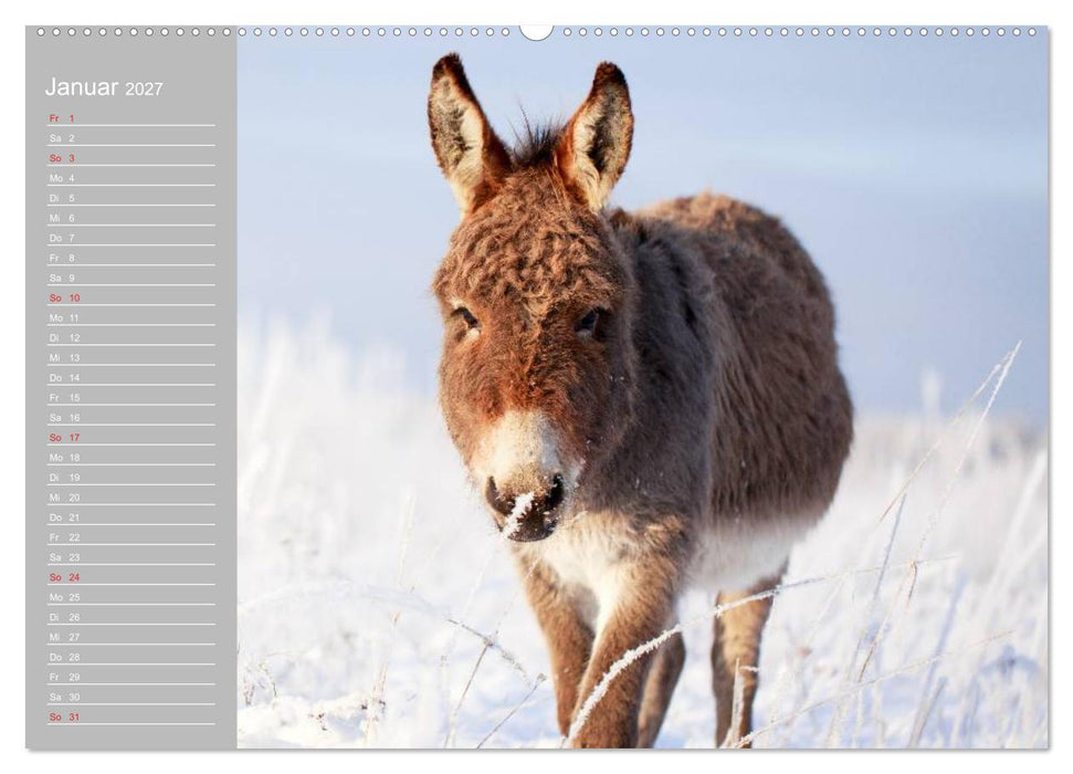 Kleiner Esel. Boldewyn mit seinen Freunden (CALVENDO Premium Wandkalender 2027)