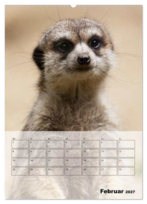 Erdmännchen - Afrikas liebenswerte Zwerge (CALVENDO Premium Wandkalender 2027)