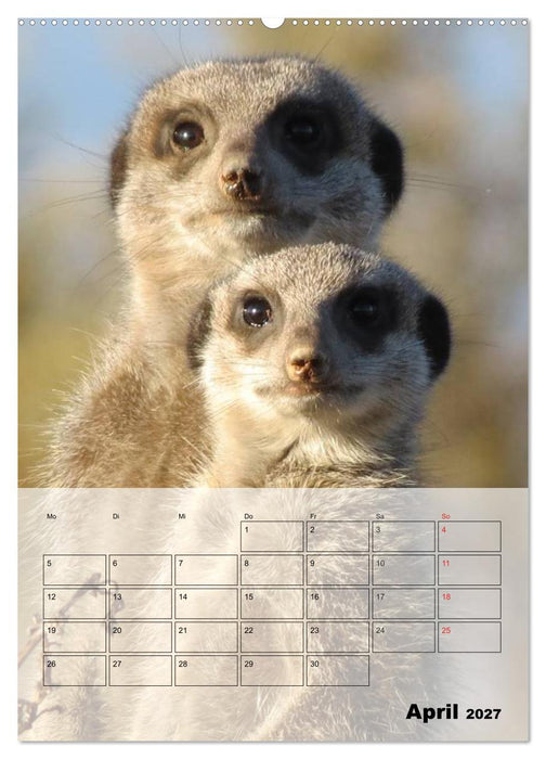 Erdmännchen - Afrikas liebenswerte Zwerge (CALVENDO Premium Wandkalender 2027)