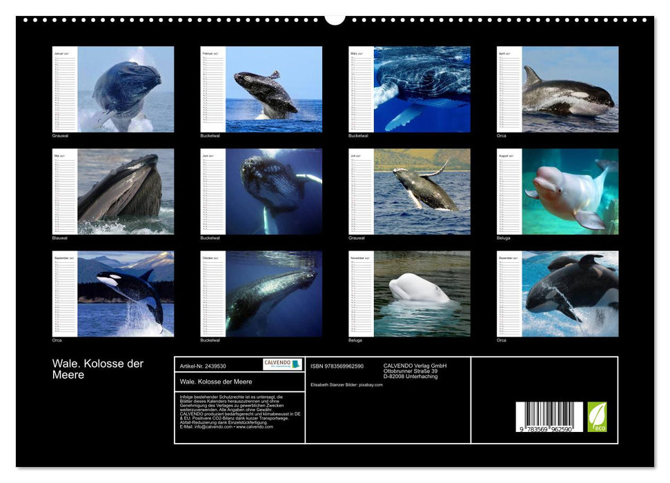 Wale. Kolosse der Meere (CALVENDO Premium Wandkalender 2027)
