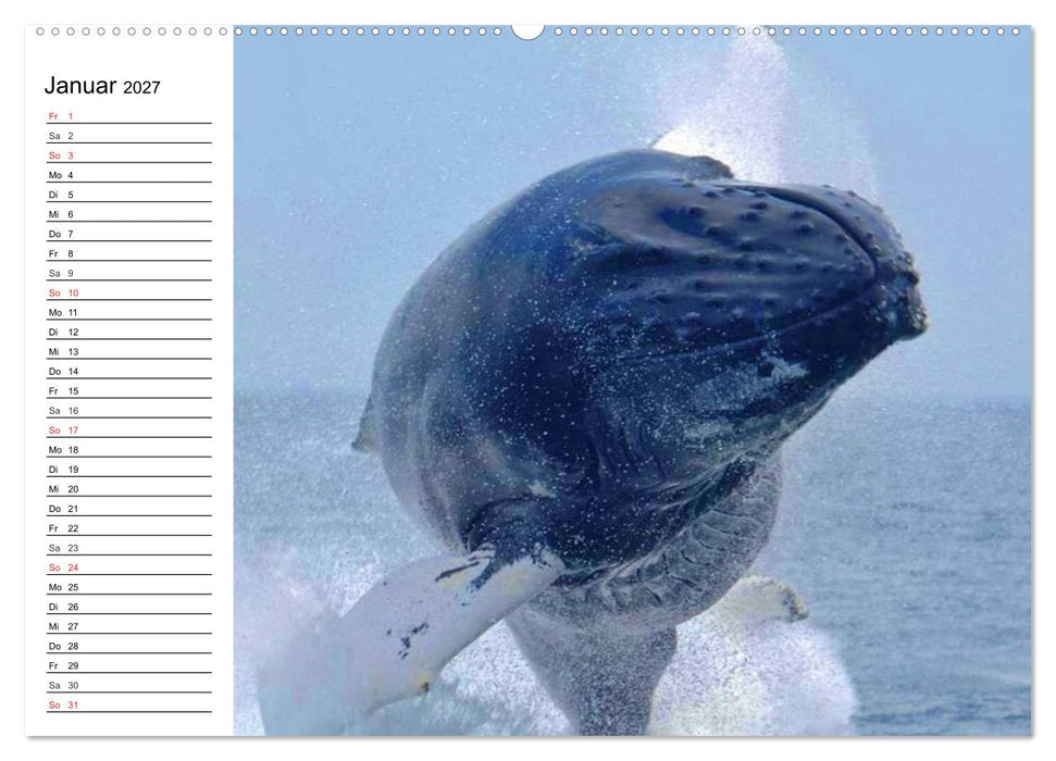 Wale. Kolosse der Meere (CALVENDO Premium Wandkalender 2027)