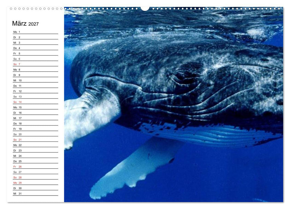 Wale. Kolosse der Meere (CALVENDO Premium Wandkalender 2027)
