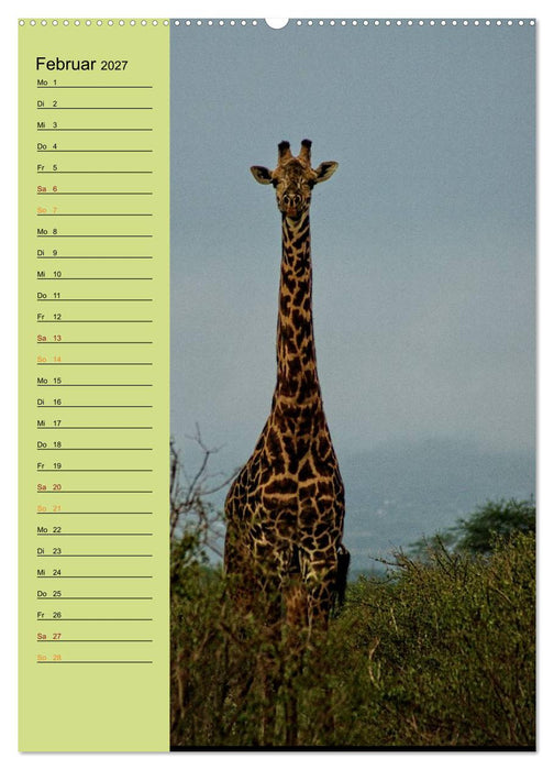 Giraffen. Voller Stolz und Grazie (CALVENDO Wandkalender 2027)