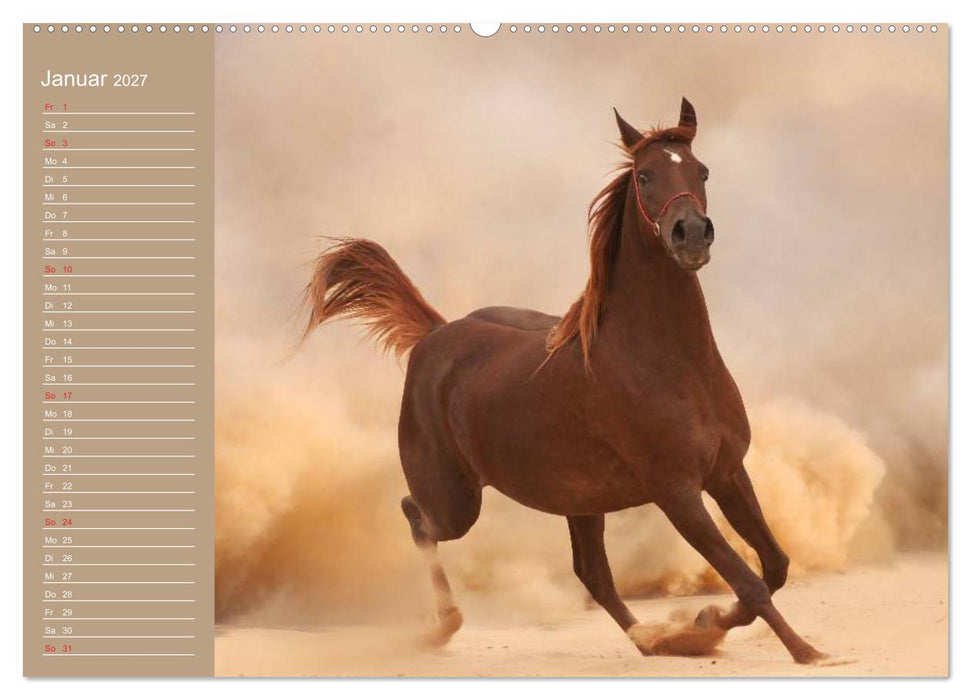 Pferde. Araber im Wüstensand (CALVENDO Premium Wandkalender 2027)