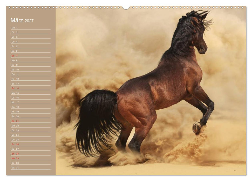 Pferde. Araber im Wüstensand (CALVENDO Premium Wandkalender 2027)