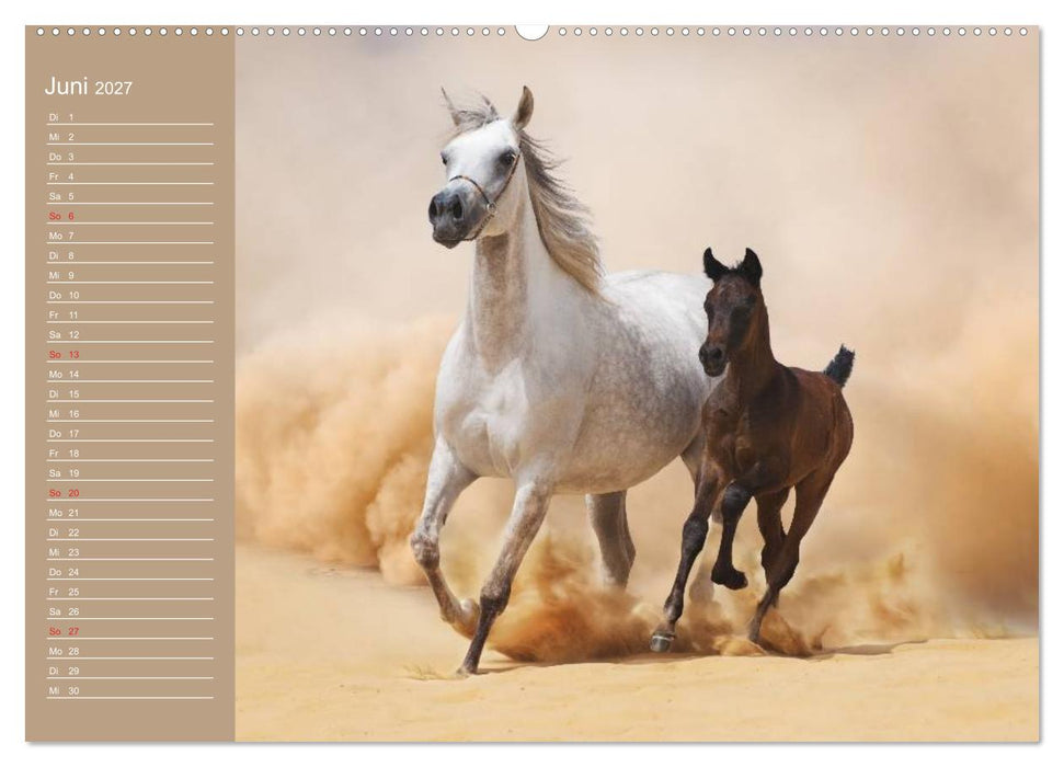 Pferde. Araber im Wüstensand (CALVENDO Premium Wandkalender 2027)