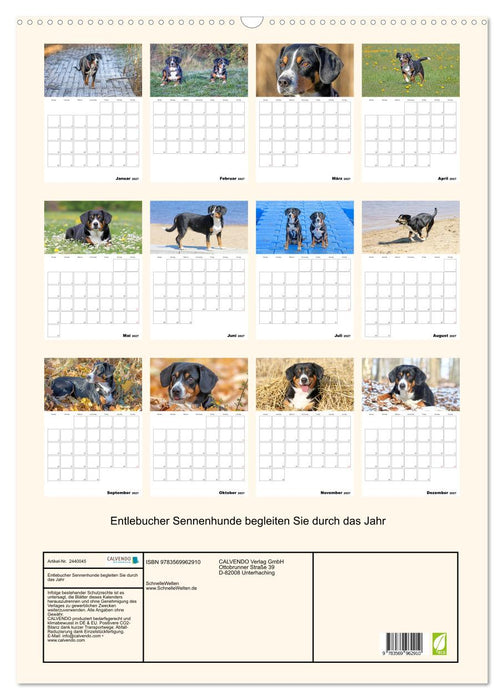 Entlebucher Sennenhunde begleiten Sie durch das Jahr (CALVENDO Wandkalender 2027)