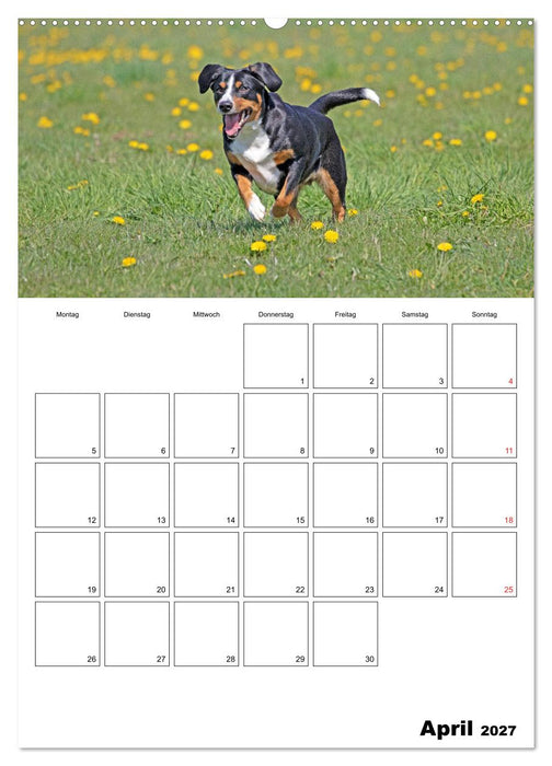 Entlebucher Sennenhunde begleiten Sie durch das Jahr (CALVENDO Wandkalender 2027)