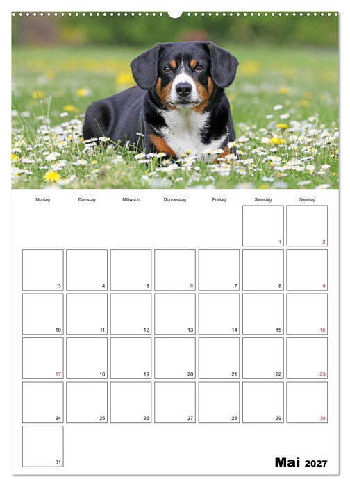 Entlebucher Sennenhunde begleiten Sie durch das Jahr (CALVENDO Wandkalender 2027)