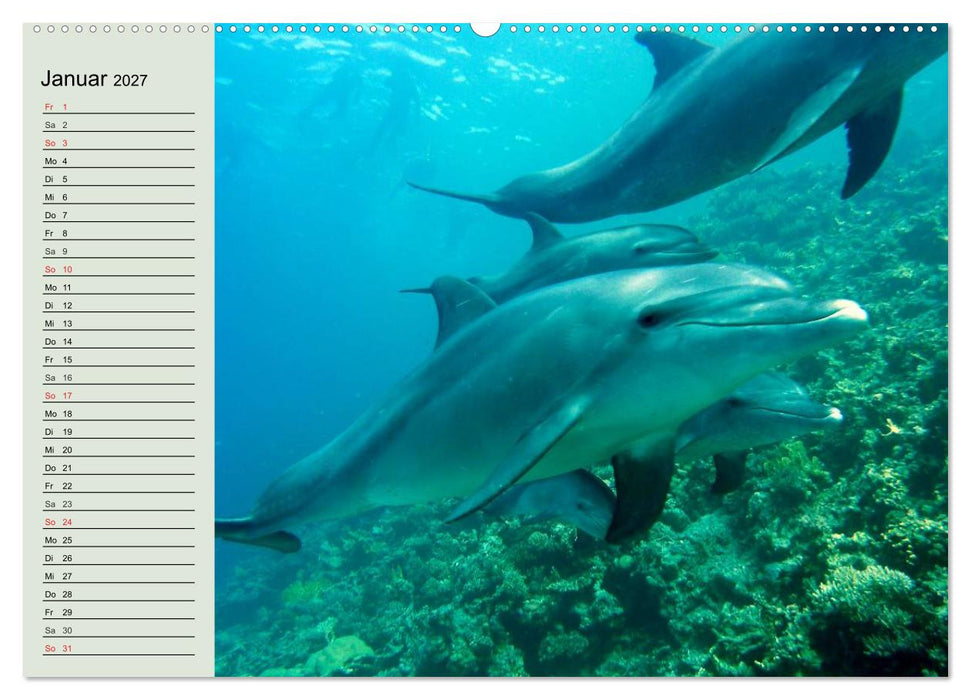 Leben in den Weltmeeren. Delfine, Wale und Haie (CALVENDO Wandkalender 2027)