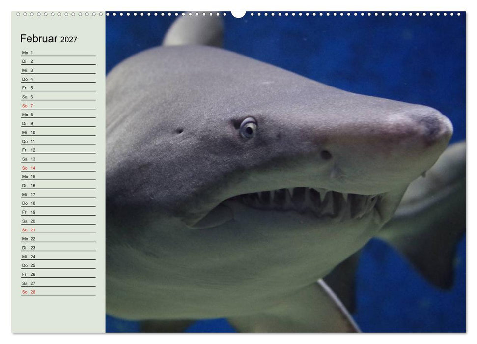 Leben in den Weltmeeren. Delfine, Wale und Haie (CALVENDO Wandkalender 2027)
