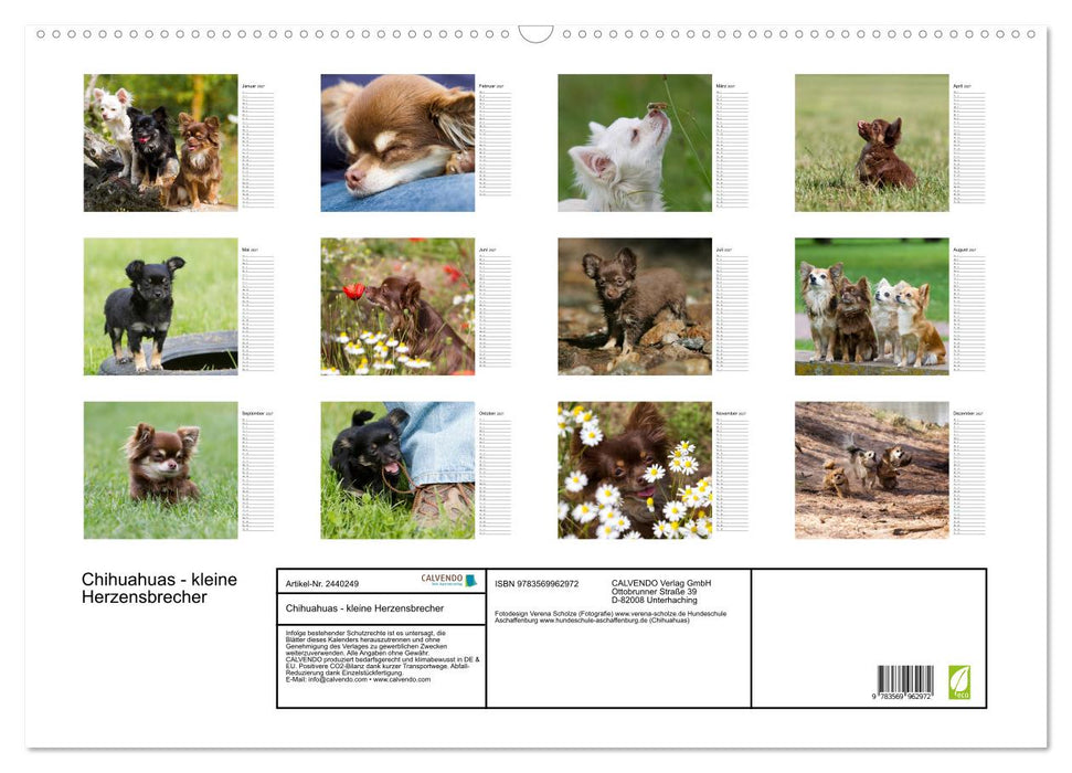 Chihuahuas - kleine Herzensbrecher (CALVENDO Wandkalender 2027)