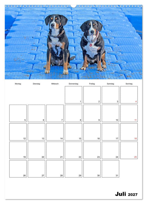 Entlebucher Sennenhunde begleiten Sie durch das Jahr (CALVENDO Premium Wandkalender 2027)