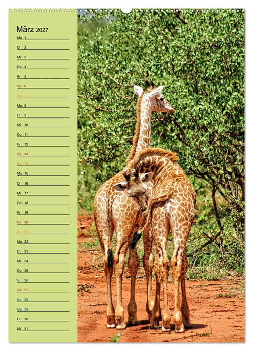 Giraffen. Voller Stolz und Grazie (CALVENDO Premium Wandkalender 2027)