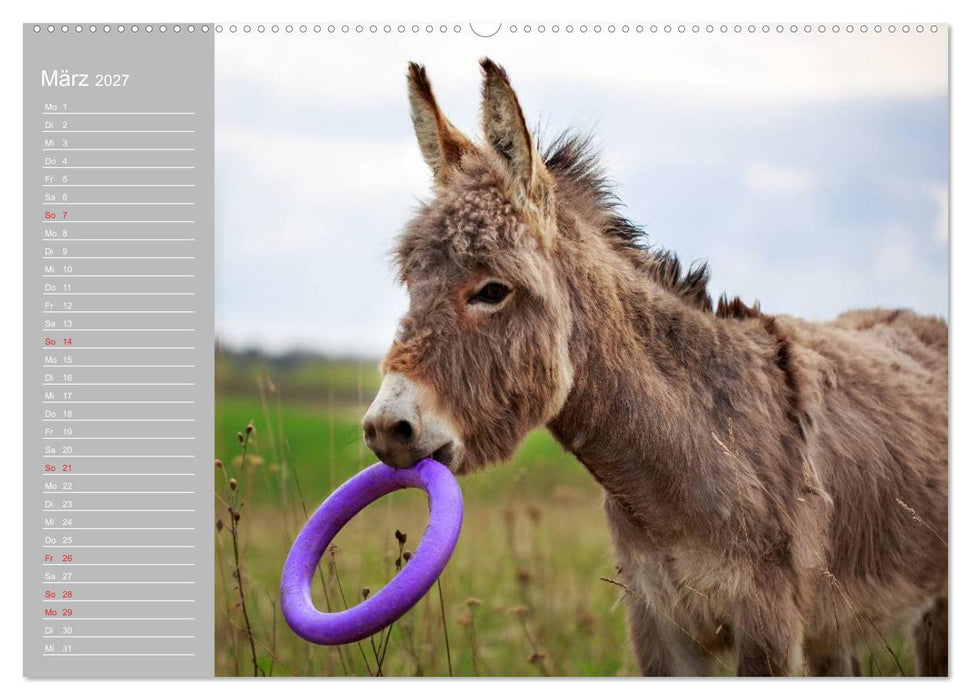 Kleiner Esel. Boldewyn mit seinen Freunden (CALVENDO Wandkalender 2027)
