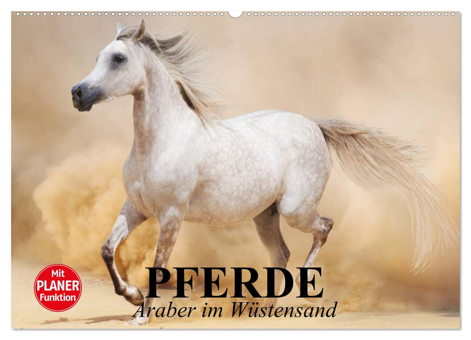 Pferde. Araber im Wüstensand (CALVENDO Wandkalender 2027)