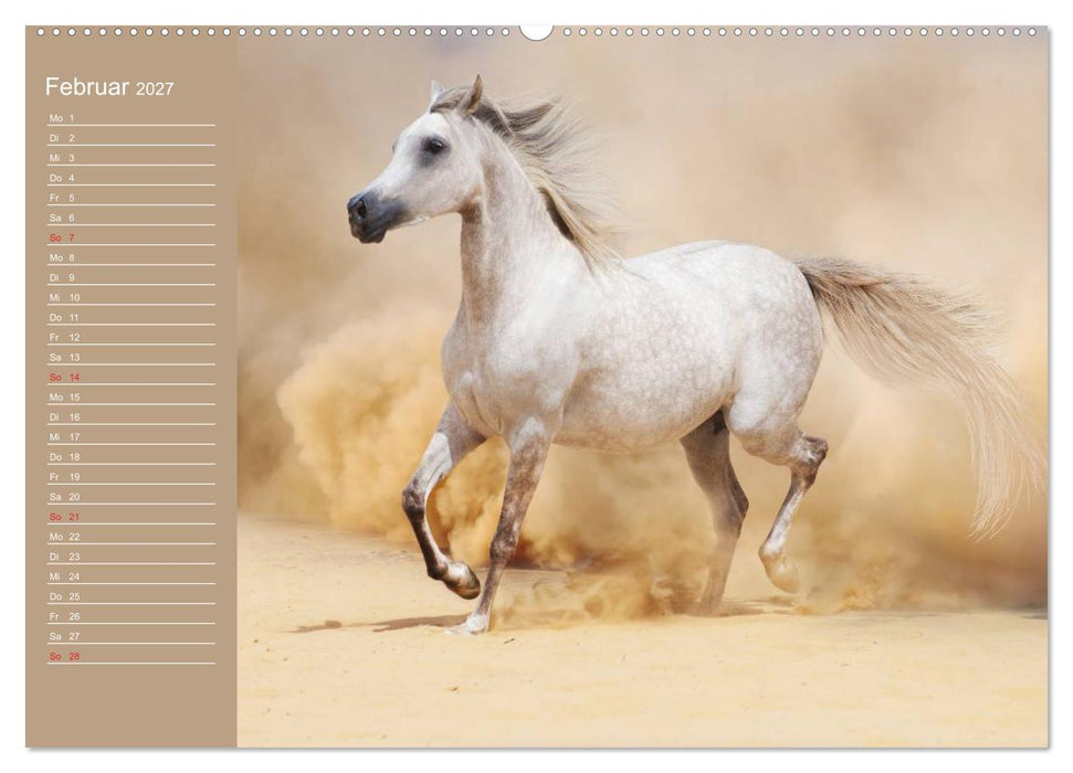 Pferde. Araber im Wüstensand (CALVENDO Wandkalender 2027)