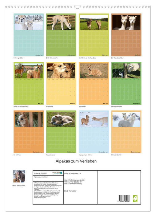 Alpakas zum Verlieben (CALVENDO Wandkalender 2027)