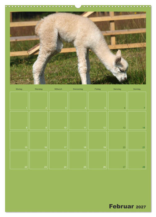 Alpakas zum Verlieben (CALVENDO Wandkalender 2027)