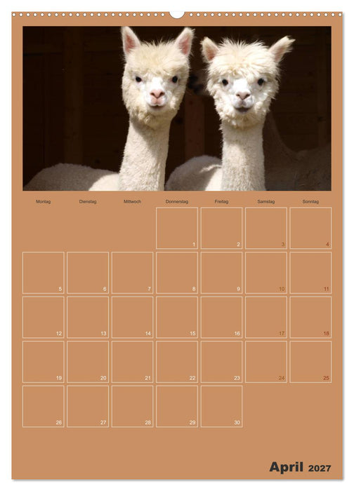 Alpakas zum Verlieben (CALVENDO Wandkalender 2027)