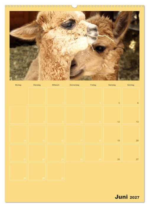 Alpakas zum Verlieben (CALVENDO Wandkalender 2027)