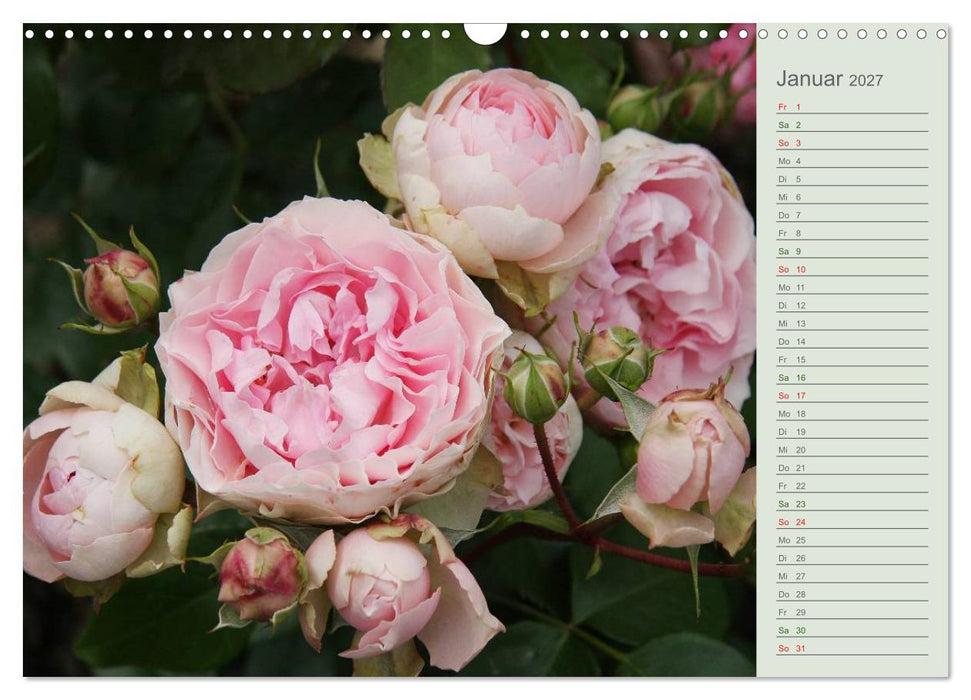 Rosen, Rosen... arrangiert und am Strauch (CALVENDO Wandkalender 2027)
