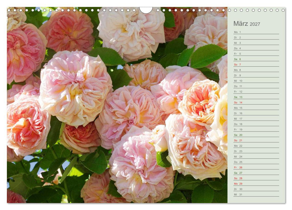 Rosen, Rosen... arrangiert und am Strauch (CALVENDO Wandkalender 2027)