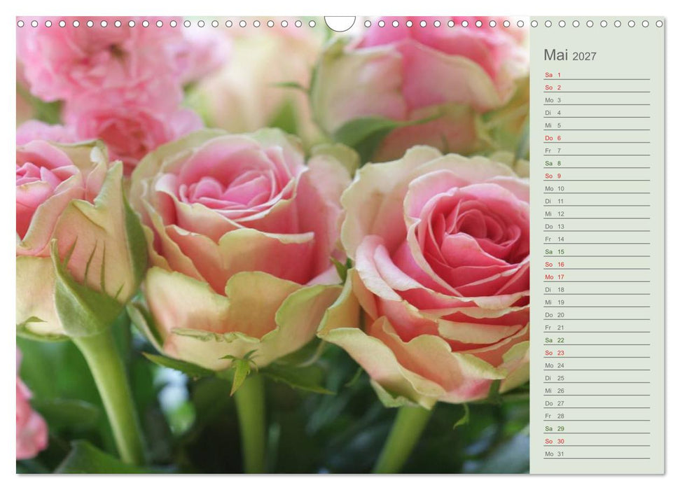 Rosen, Rosen... arrangiert und am Strauch (CALVENDO Wandkalender 2027)