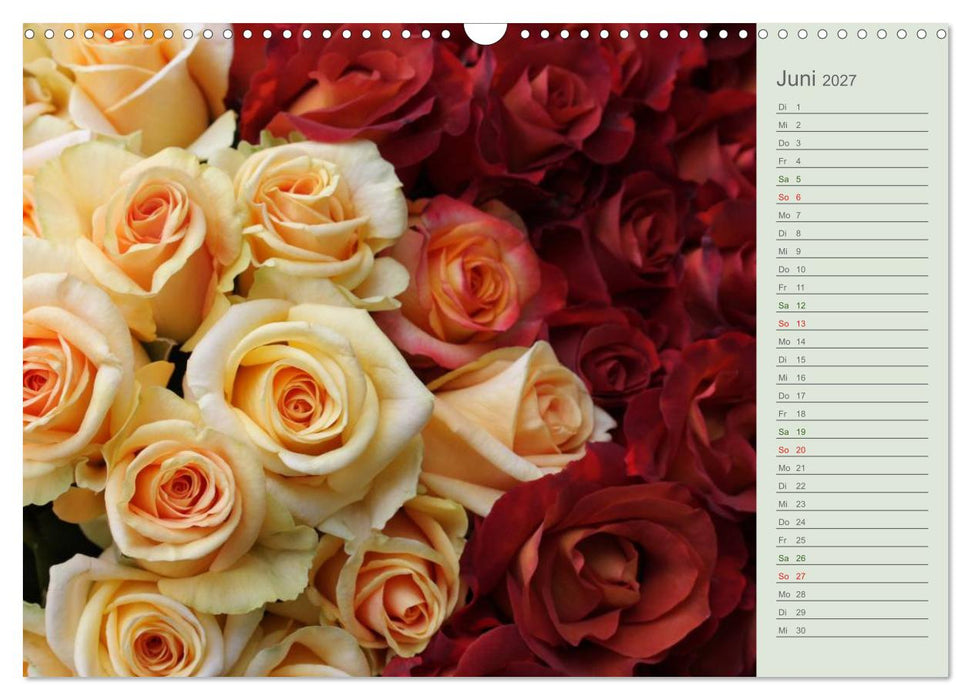 Rosen, Rosen... arrangiert und am Strauch (CALVENDO Wandkalender 2027)