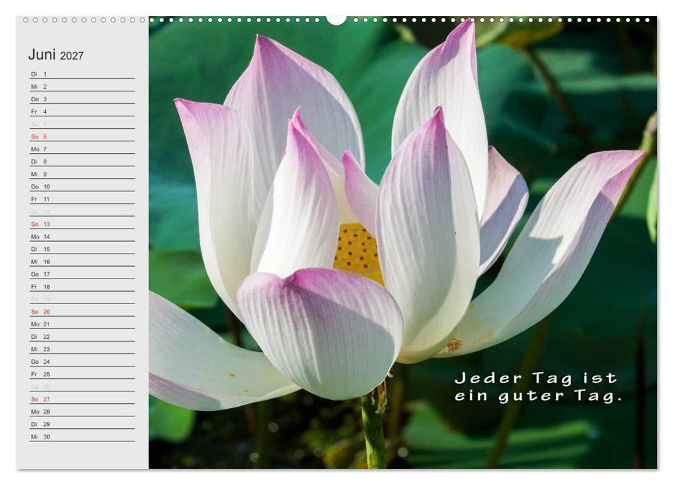 BUDDHA Buddhistische Weisheiten (CALVENDO Wandkalender 2027)
