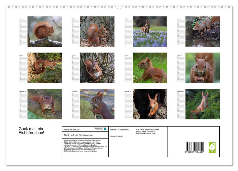 Guck mal, ein Eichhörnchen! (CALVENDO Premium Wandkalender 2027)