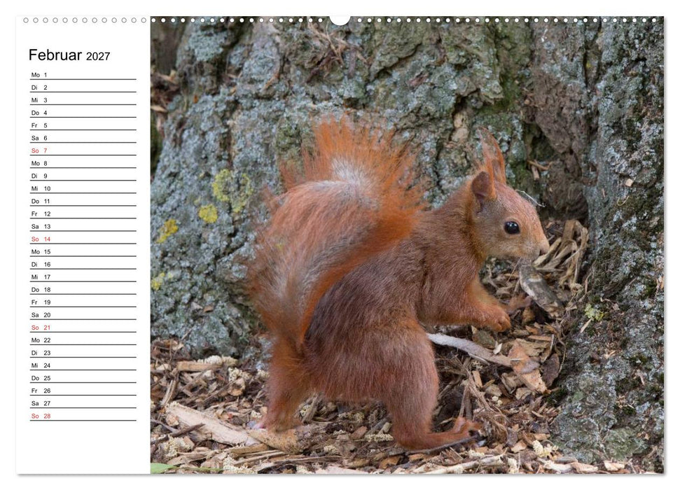 Guck mal, ein Eichhörnchen! (CALVENDO Premium Wandkalender 2027)