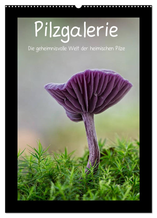 Pilzgalerie - Die geheimnisvolle Welt der heimischen Pilze (CALVENDO Wandkalender 2027)