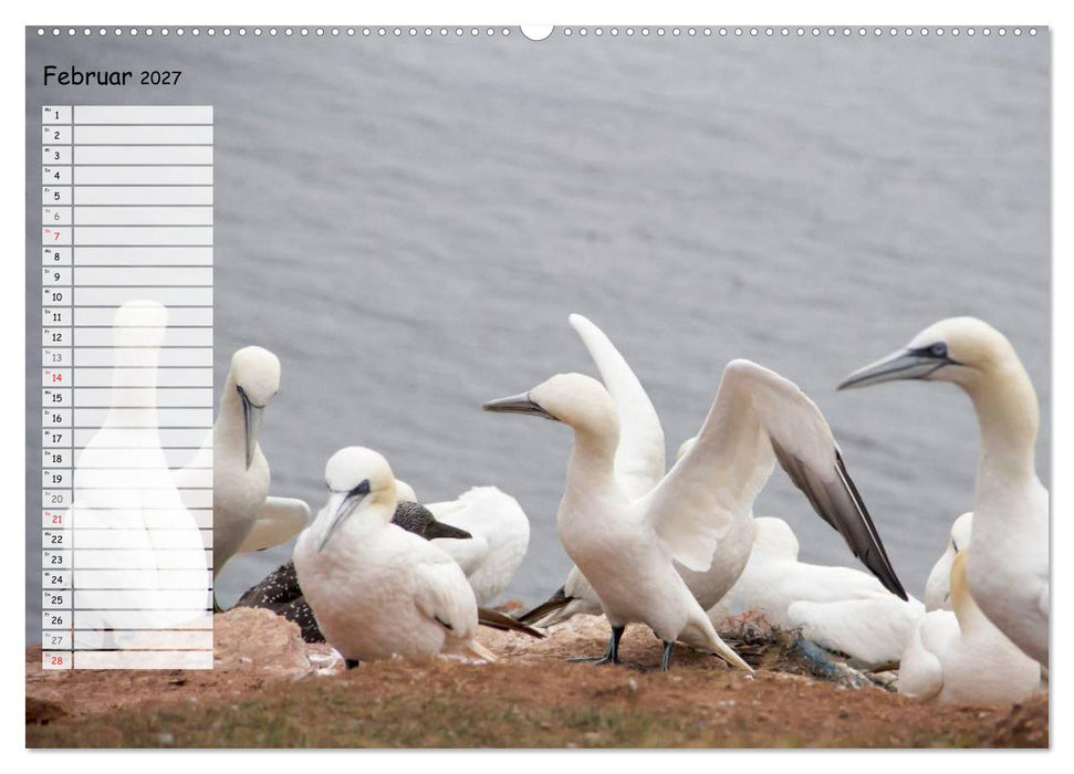 Helgoland - idyllische Nordseeinsel (CALVENDO Wandkalender 2027)