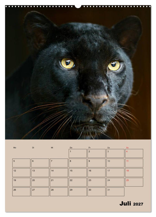 Großkatzen. Raubkatzengesichter (CALVENDO Premium Wandkalender 2027)
